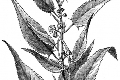 Sketch-of-White-Jute