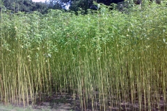 White-Jute-Farming