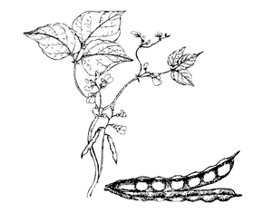 Sketch-of-White-Kidney-Beans
