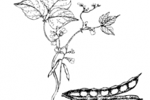 Sketch-of-White-Kidney-Beans