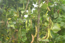 White-Kidney-Bean-plant