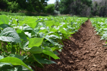 White-Kidney-Beans-Farming