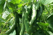White-Kidney-Beans-on-the-plant