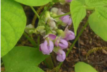White-kidney-Bean_flower