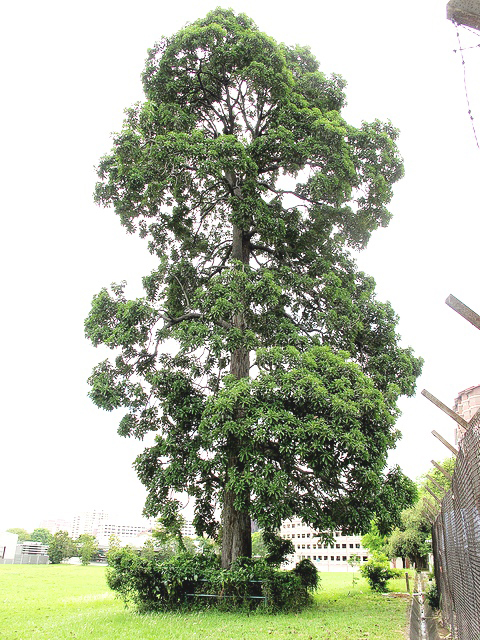 White-Mango-tree