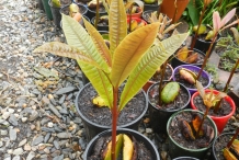 Mango-seedlings