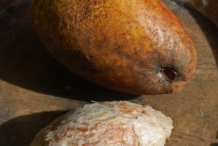 Mango-seeds