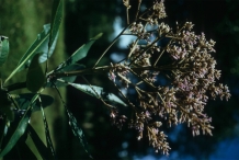 White-Mango-flower