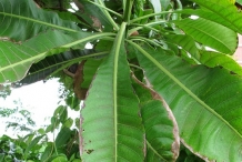 White-Mango-leaves