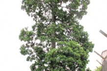White-Mango-tree
