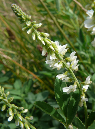 Flowers-of-White-melilot