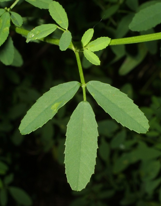 Leaves-of-White-melilot