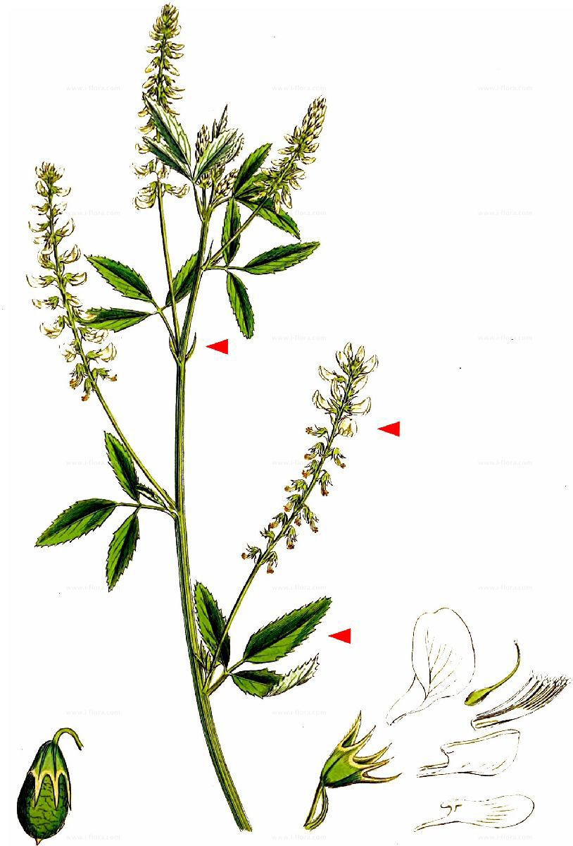Plant-Illustration-of-White-melilot