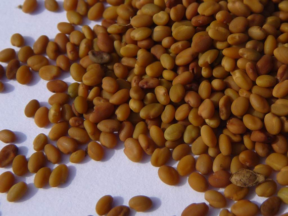 Seeds-of-White-melilot