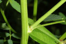 Stem-of-White-melilot