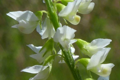 Closer-view-of-flowers-of-White-melilot