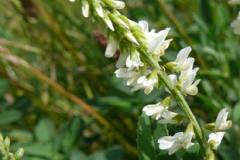 Flowers-of-White-melilot