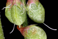 Immature-Fruits-of-White-melilot