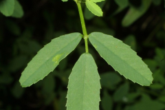 Leaves-of-White-melilot