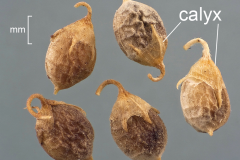 Mature-fruits-of-White-melilot