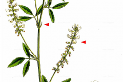 Plant-Illustration-of-White-melilot