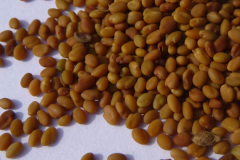 Seeds-of-White-melilot