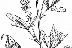 Sketch-of-White-melilot