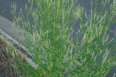White-melilot-Plant