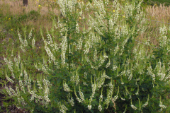 White-melilot-plant-growing-wild