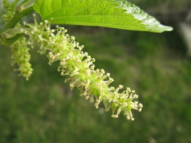 Flower-of-White-mulberry