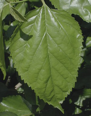 Leaves-of-White-mulberry
