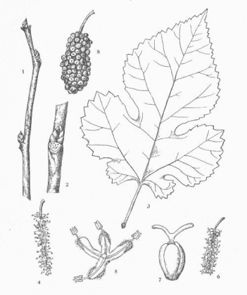 Sketch-of-White-mulberry