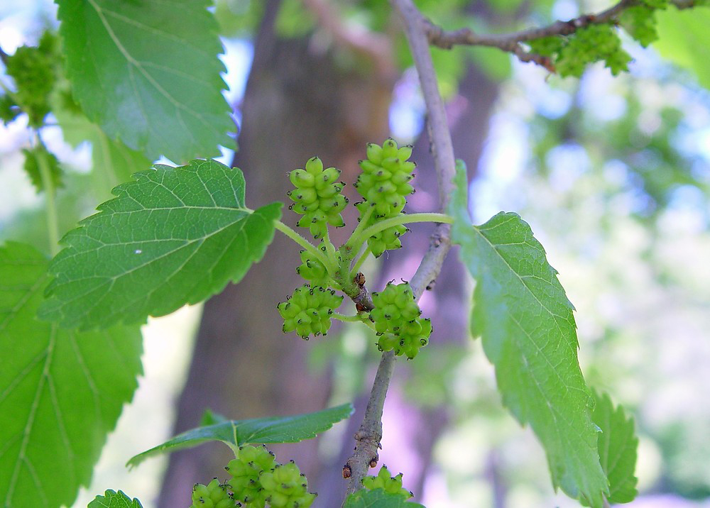 Unripe-fruits-of-White-Mulberry