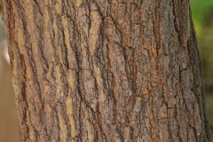 Bark-of-White-mulberry-plant