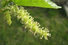 Flower-of-White-mulberry