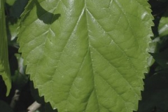 Leaves-of-White-mulberry