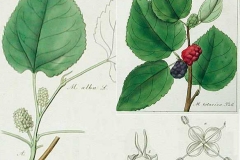 Plant-Illustration-of-White-mulberry