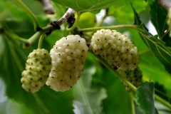 Ripe-White-Mulberries-on-the-tree