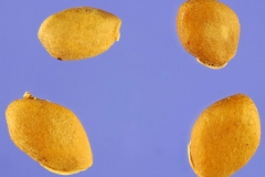 Seeds-of-White-mulberry
