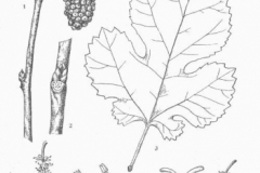 Sketch-of-White-mulberry