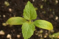 Small-White-mulberry-Plant