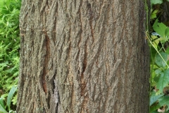 Trunk-of-White-mulberry-plant