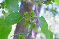 Unripe-fruits-of-White-Mulberry