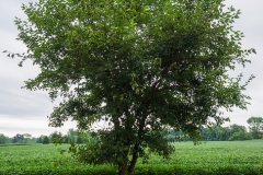 White-mulberry-Plant