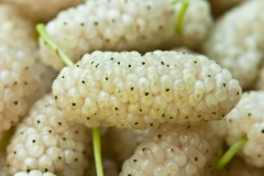White-mulberries