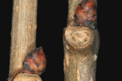 Winter-buds-of-White-mulberry