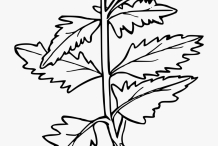 Sketch-of-White-Mustard