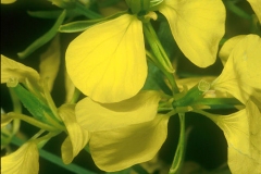 Closer-view-of-flower-of-White-Mustard