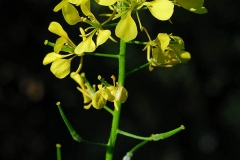 Flower-of-White-Mustard