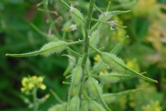 Immature-seed-pods-of-White-Mustard